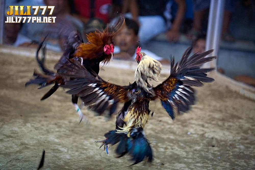 online-sabong-jili777-ph