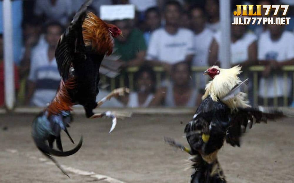 online-sabong-jili777